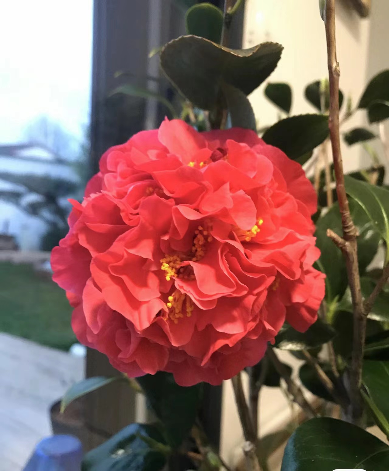 克瑞墨大牡丹茶花浓香巨型大花盆栽四季常青耐寒耐热品种茶花好养