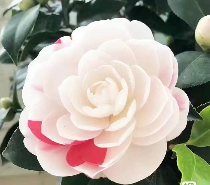 抓破美人脸茶花稀有名贵品种花卉盆栽树苗室内外花园植物