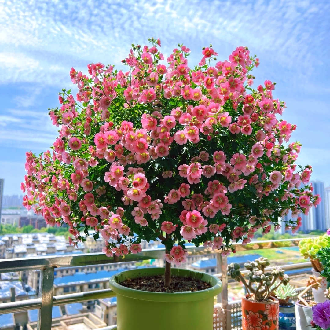 木槿盆栽棒棒糖四季开花可用于庭院花园种植的植物