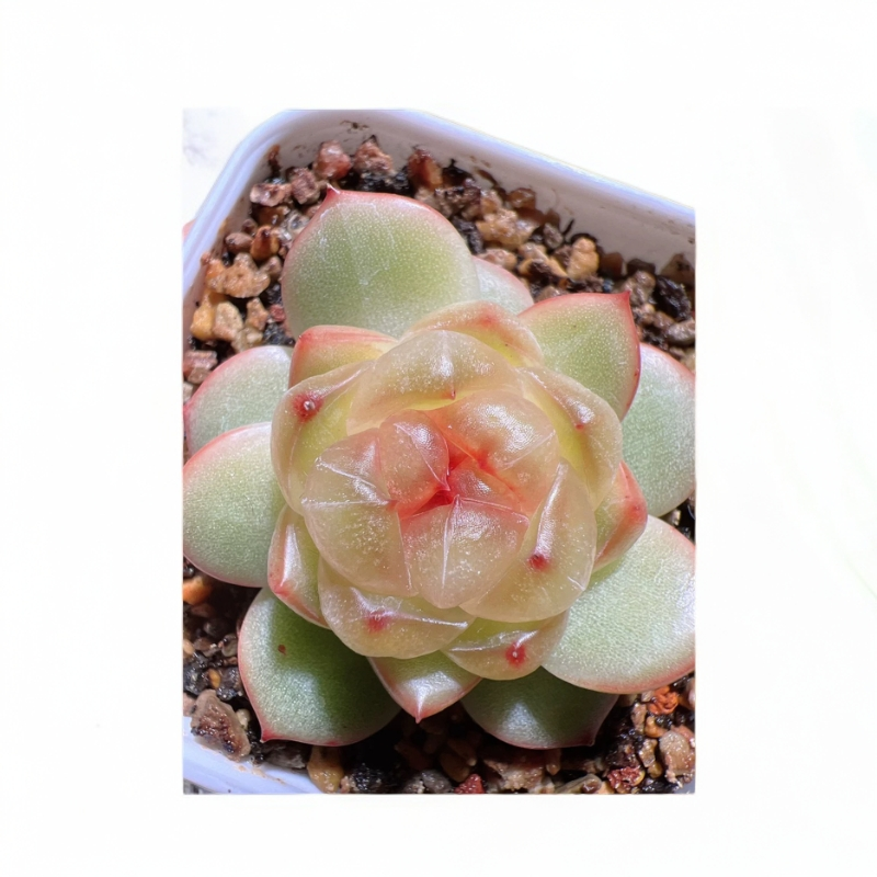 云品花园珍妮糖心一物一拍