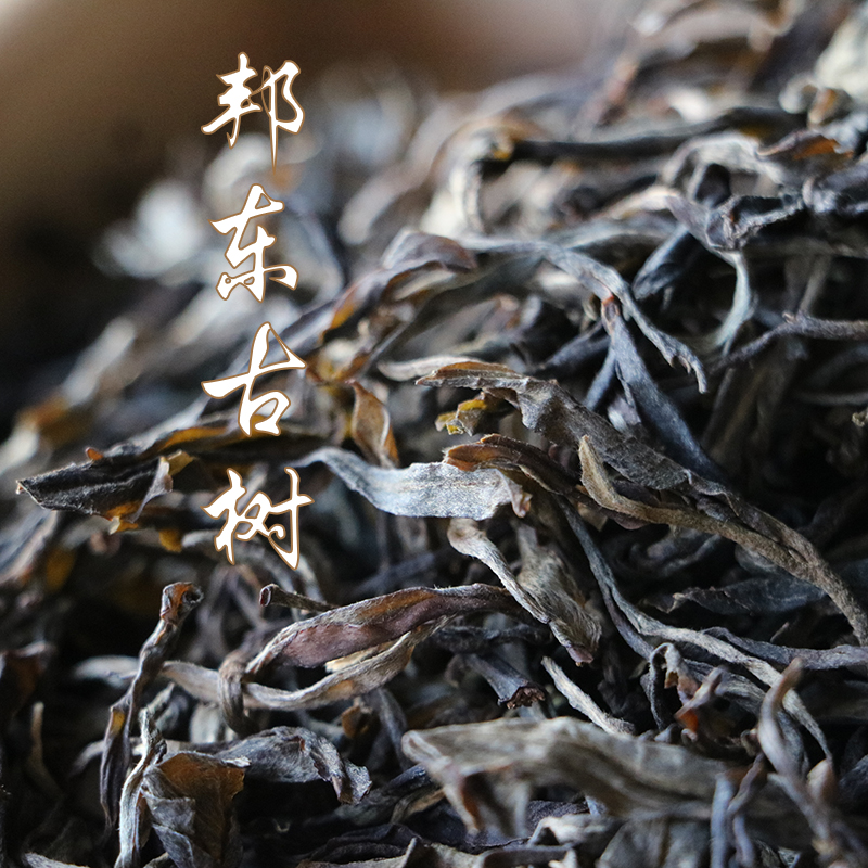 【邦东古树】2021年春茶原料古树茶气强劲