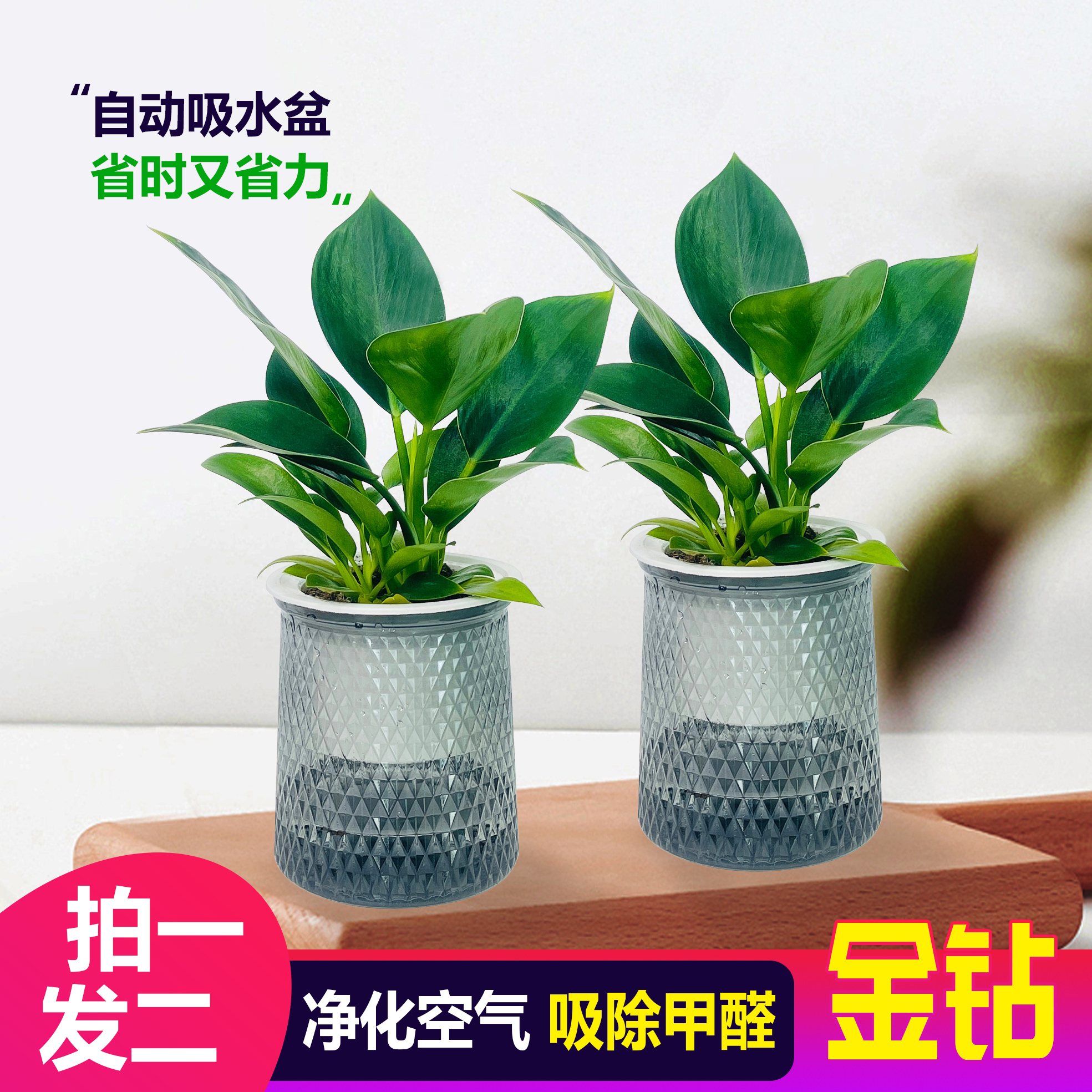 【 买一送一】金钻盆栽室内净化空气美观桌面绿植办公室四季常青