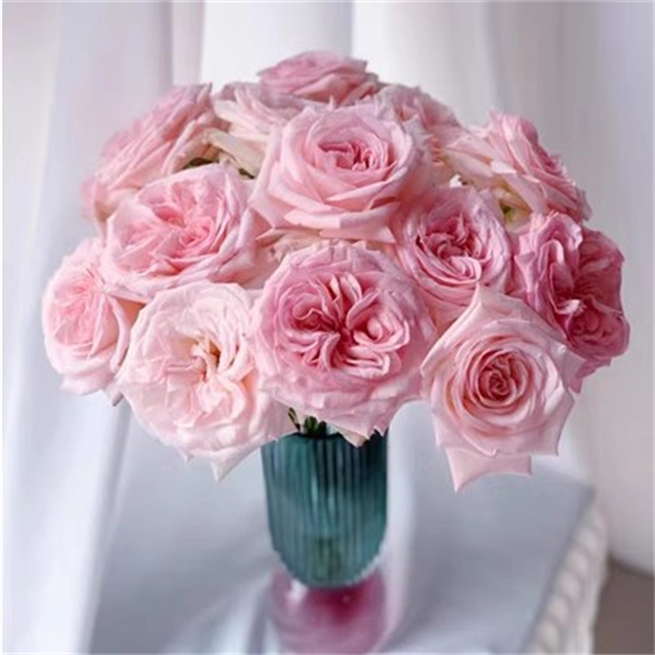 【3颗包邮】粉荔枝 月季小苗 荔枝果香味花苗切花月季多季节开花