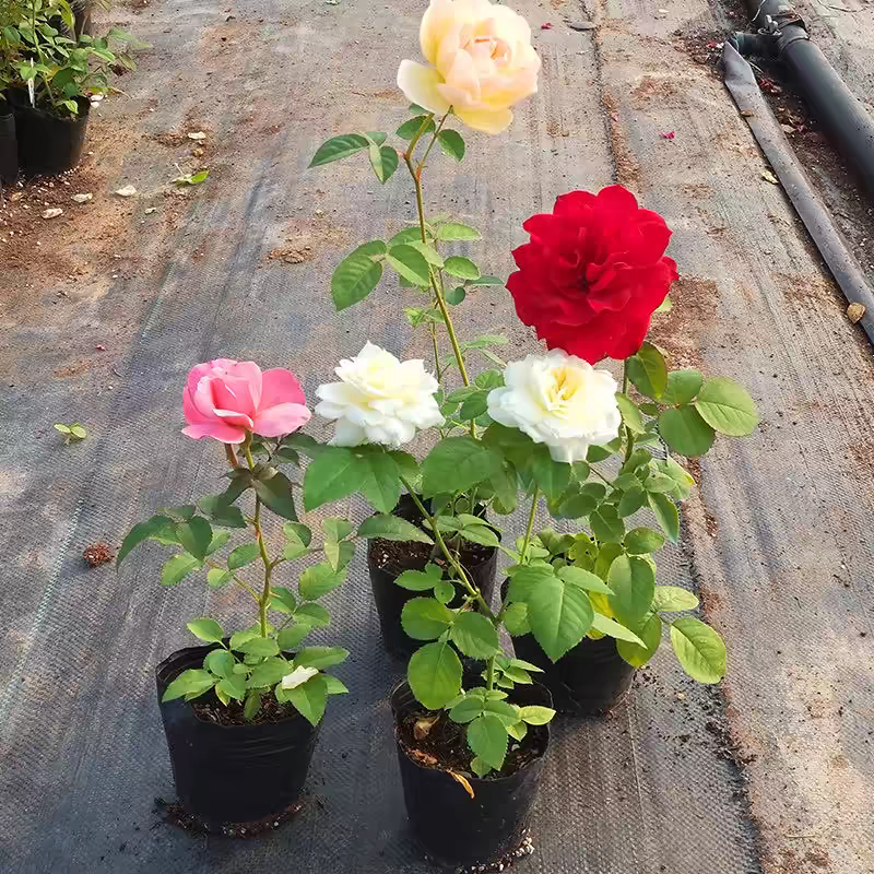 【福利】瑕疵苗 包对版 叶子少 无售后 好活好养 不参与买赠活动