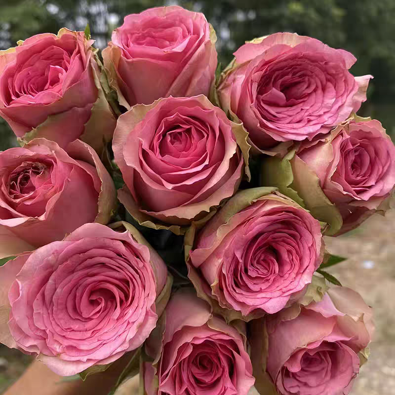 【3颗包邮】城市中心月季小苗灌木大花 花玫瑰直立勤花抗病多季