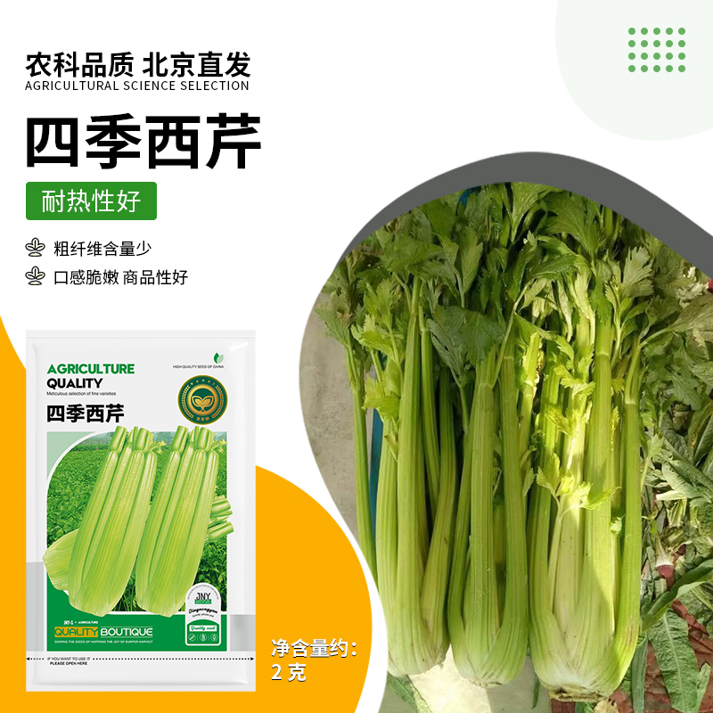 【农科院推荐西芹】芹菜种子四季蔬菜种子文图拉无纤维盆栽芹菜籽