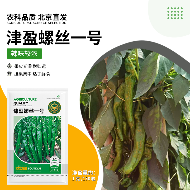 【农科院推荐螺丝椒种子】津盈螺丝一号四季阳台盆栽大田专用辣椒