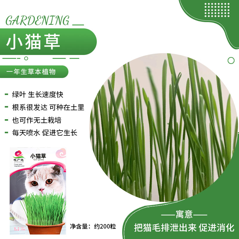 猫草种子阳台室外种植盆栽地栽好种简单易种农科院春耕节推荐种子