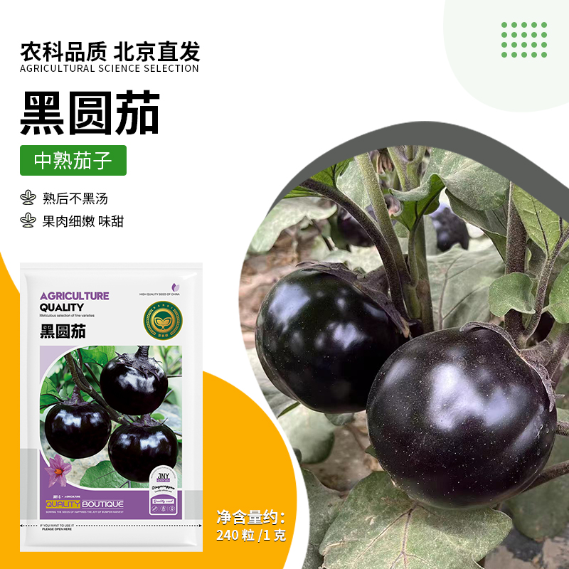 【农科院推荐黑圆茄种子】阳台盆栽四季种蔬菜种子易种年货节推荐