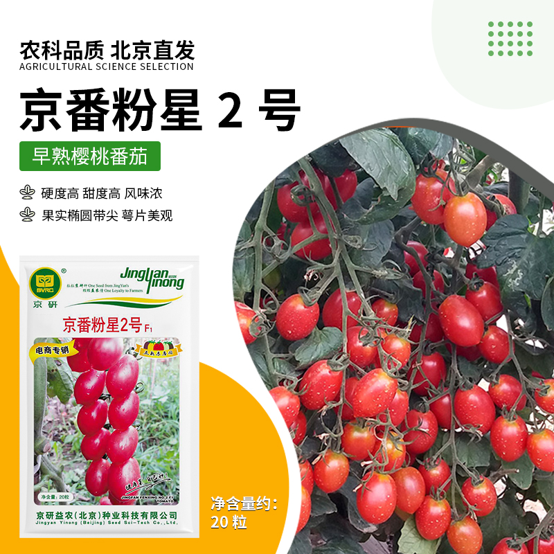 京研【农科院】瀑布番茄种子小番茄种子蔬菜种子阳台菜园蔬菜种子