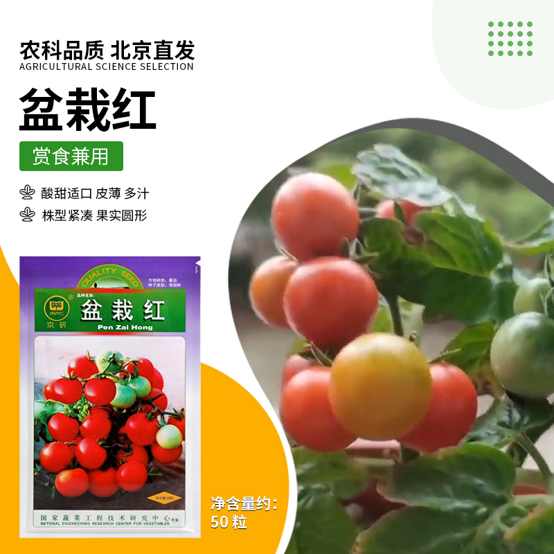 京研【农科院】矮生红珍珠番茄种子四季种植矮生小番茄种植宝盆栽