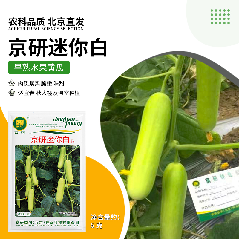 京研【农科院】黄瓜种子水果黄瓜迷你小黄瓜阳台盆栽四季播蔬菜种子