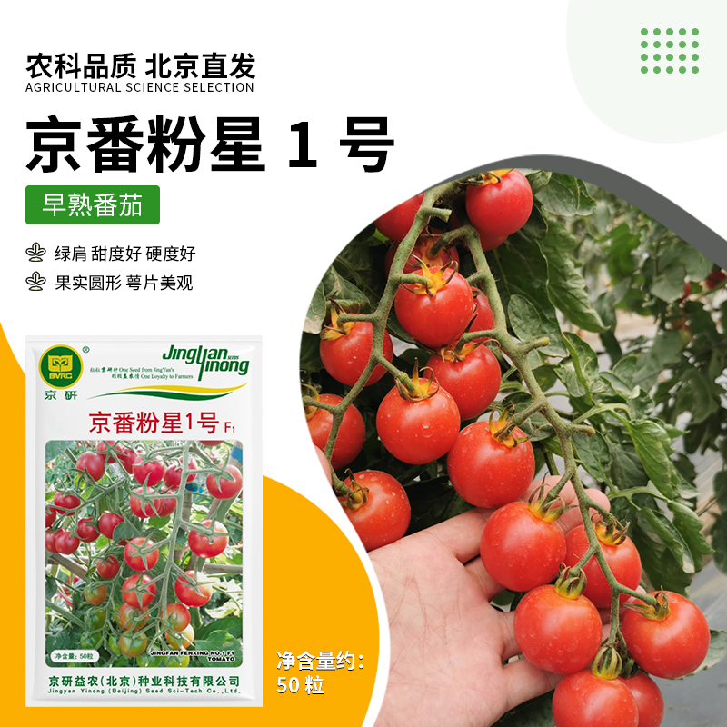 京研【农科院】瀑布番茄种子粉果小番茄种子串番茄蔬菜种阳台种植