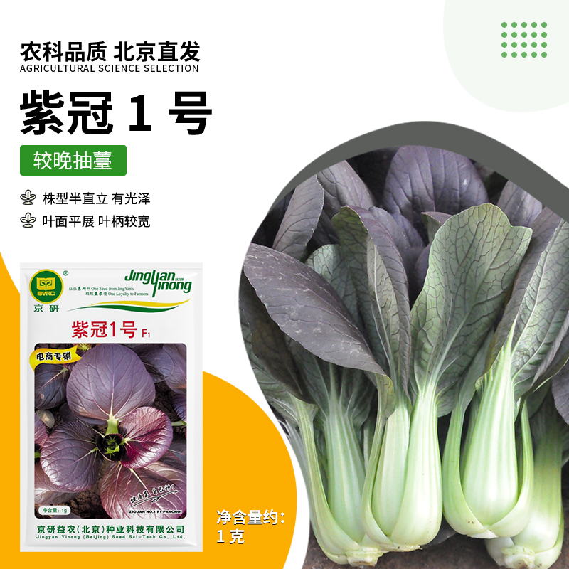 京研【农科院】紫油菜种子紫色青梗小油菜种子易种蔬菜种子阳台盆栽