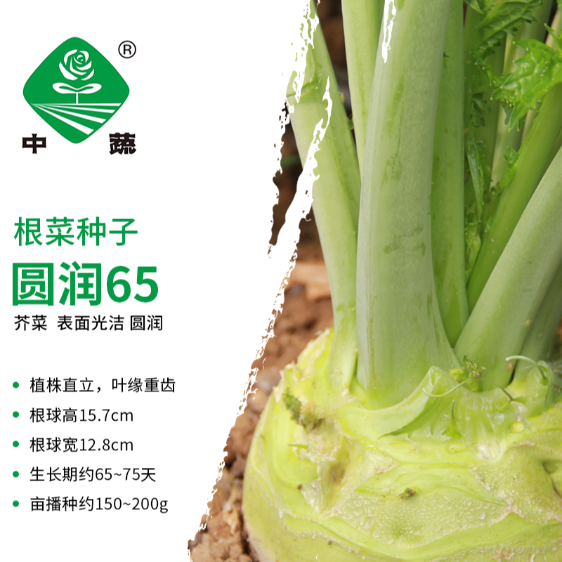 ZhongShu/中蔬【农科院】中蔬芥菜疙瘩种子南北方种植农科院易种