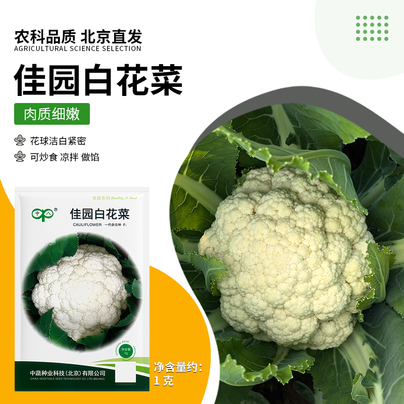 【农科院中蔬】白菜花种子秋播蔬菜种子阳台盆栽露地种植简单易种