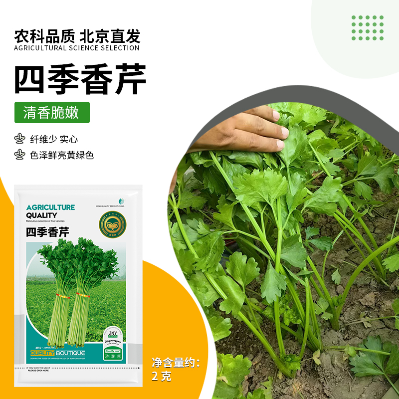 【农科院推荐小香芹】芹菜种子四季蔬菜种子无纤维品种盆栽芹菜籽