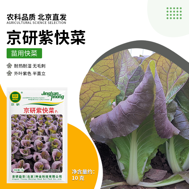 【农科院】四季紫快菜种子青菜种子小白菜耐热速生白菜易种蔬菜