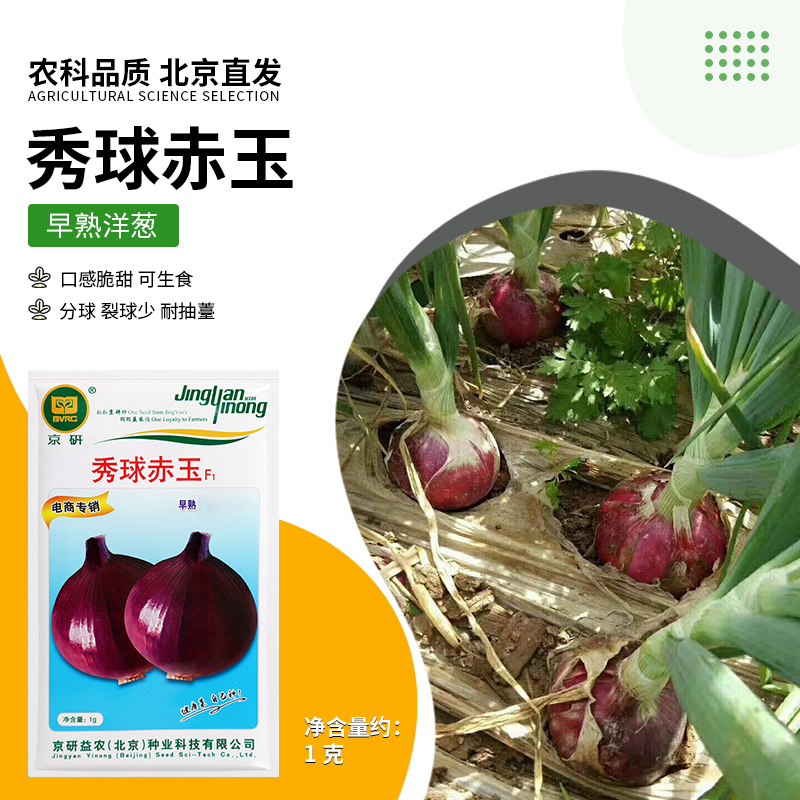京研【农科院】紫皮洋葱种子圆葱种子阳台小菜园种植简单易种好管理
