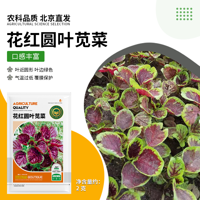 【农科院推荐】花红圆叶苋菜四季阳台种植蔬菜盆栽速生易种双十一
