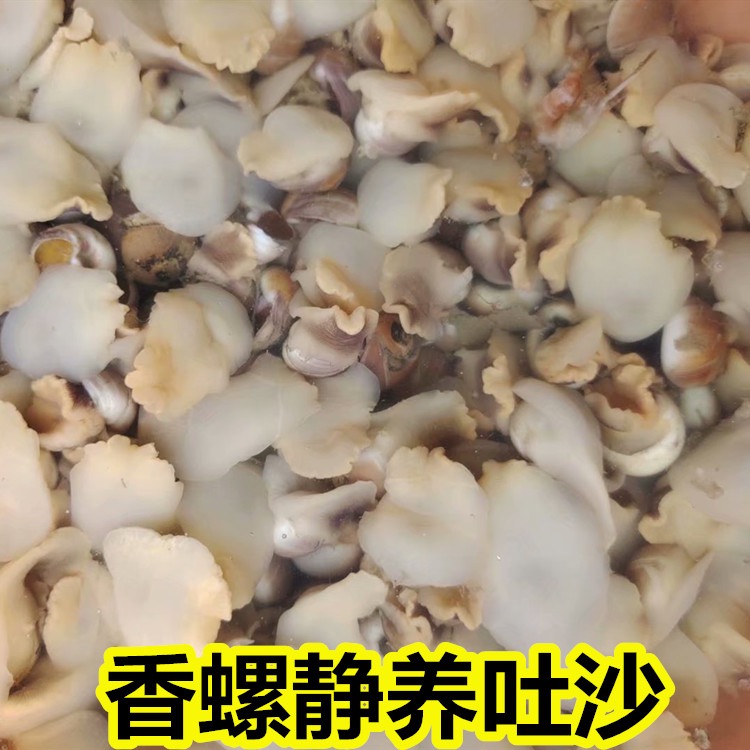 各种鲜活小贝类螺类宁夏银川包邮，（单拍不送）一斤装外地勿拍