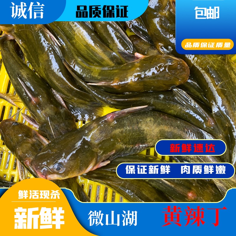 鲜活黄辣丁，黄骨鱼。可活发可宰杀，默认宰杀。（3斤装）