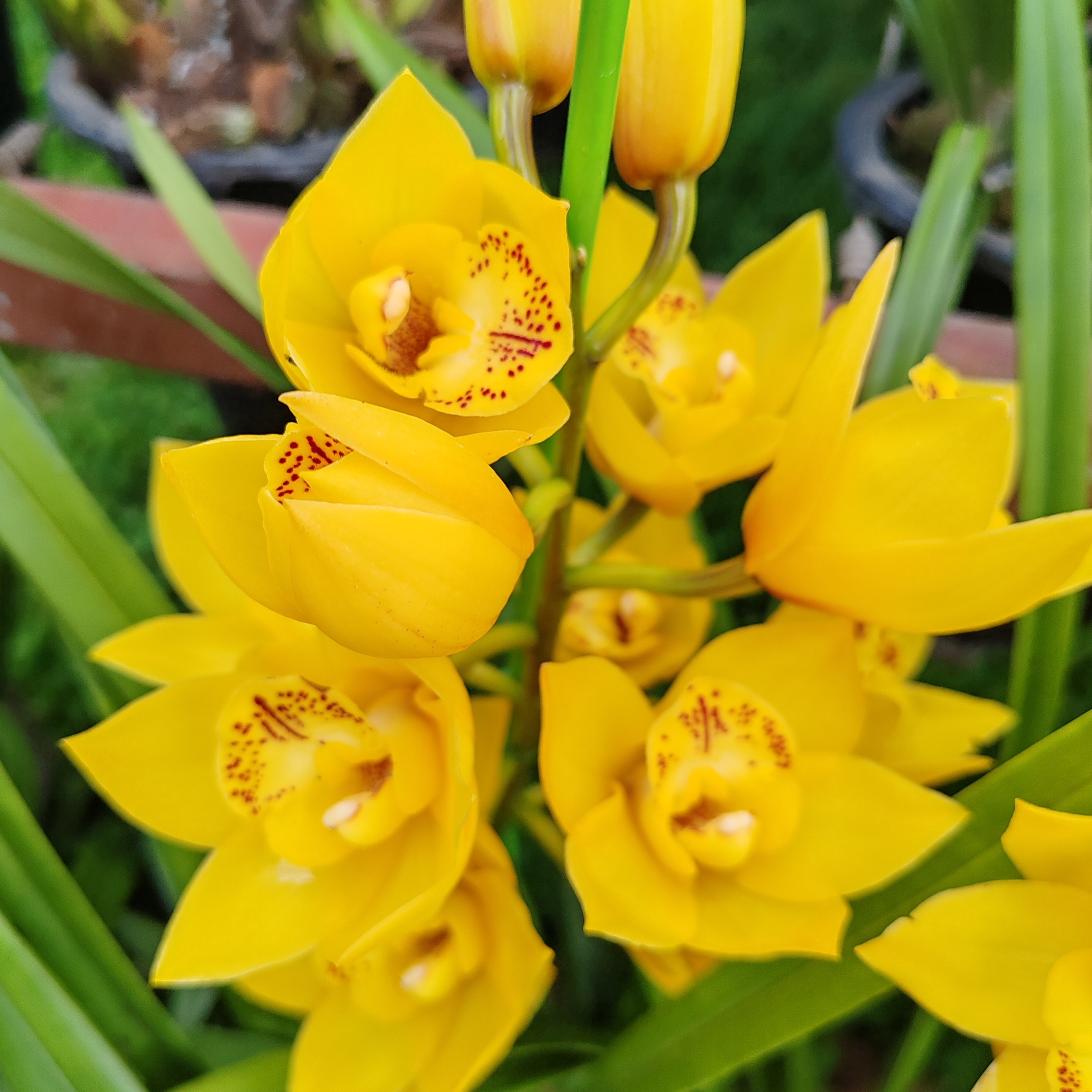 （黄金万两）兰花盆栽客厅阳台绿植花卉耐养，花苞掉了谢了不售后