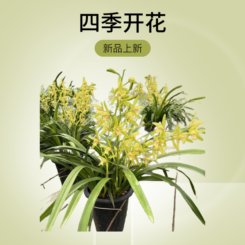 国兰香水兰超香好养好活 爆盆苗 浓香扑鼻
