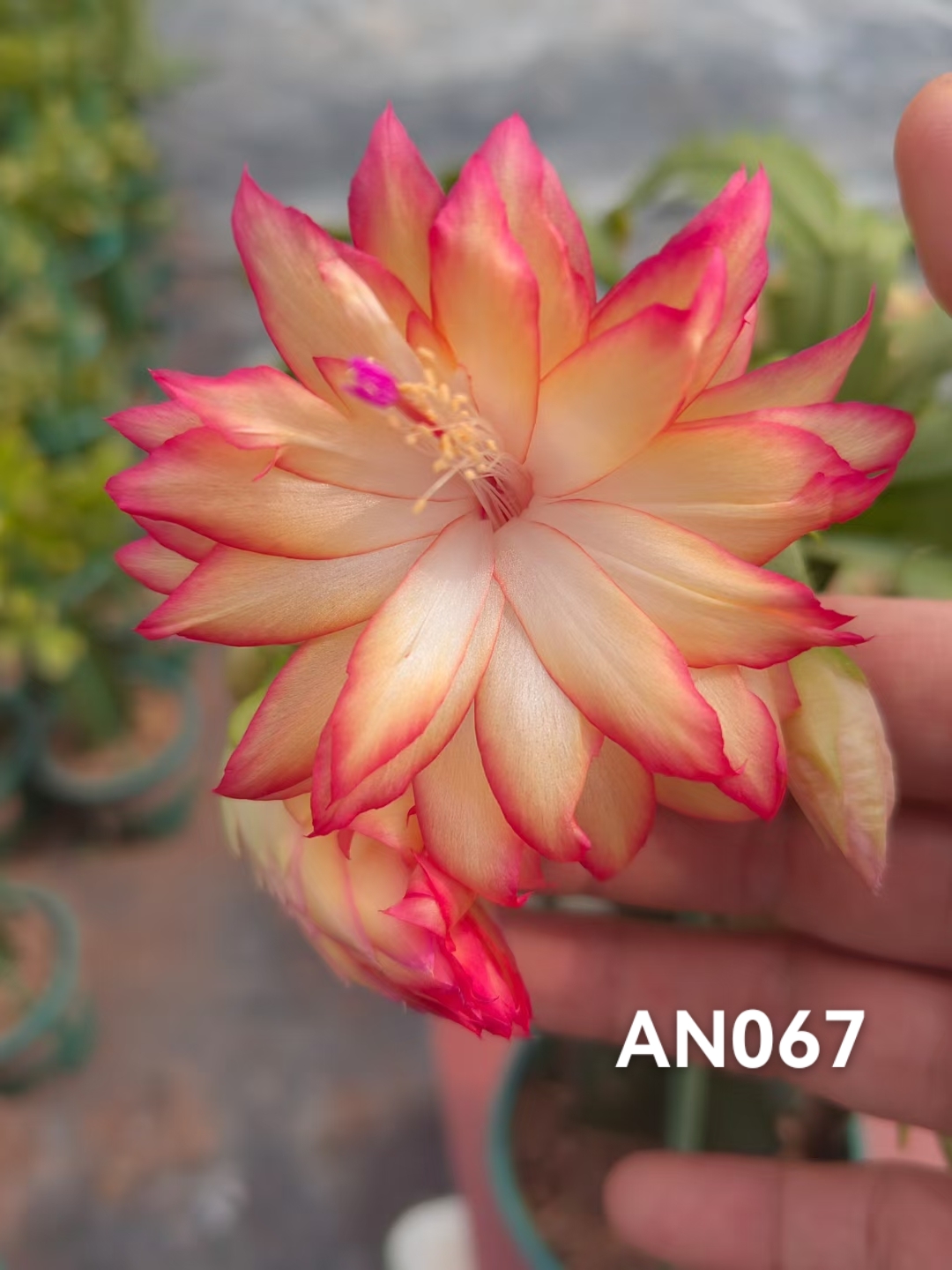 AN067重瓣蟹爪兰嫁接