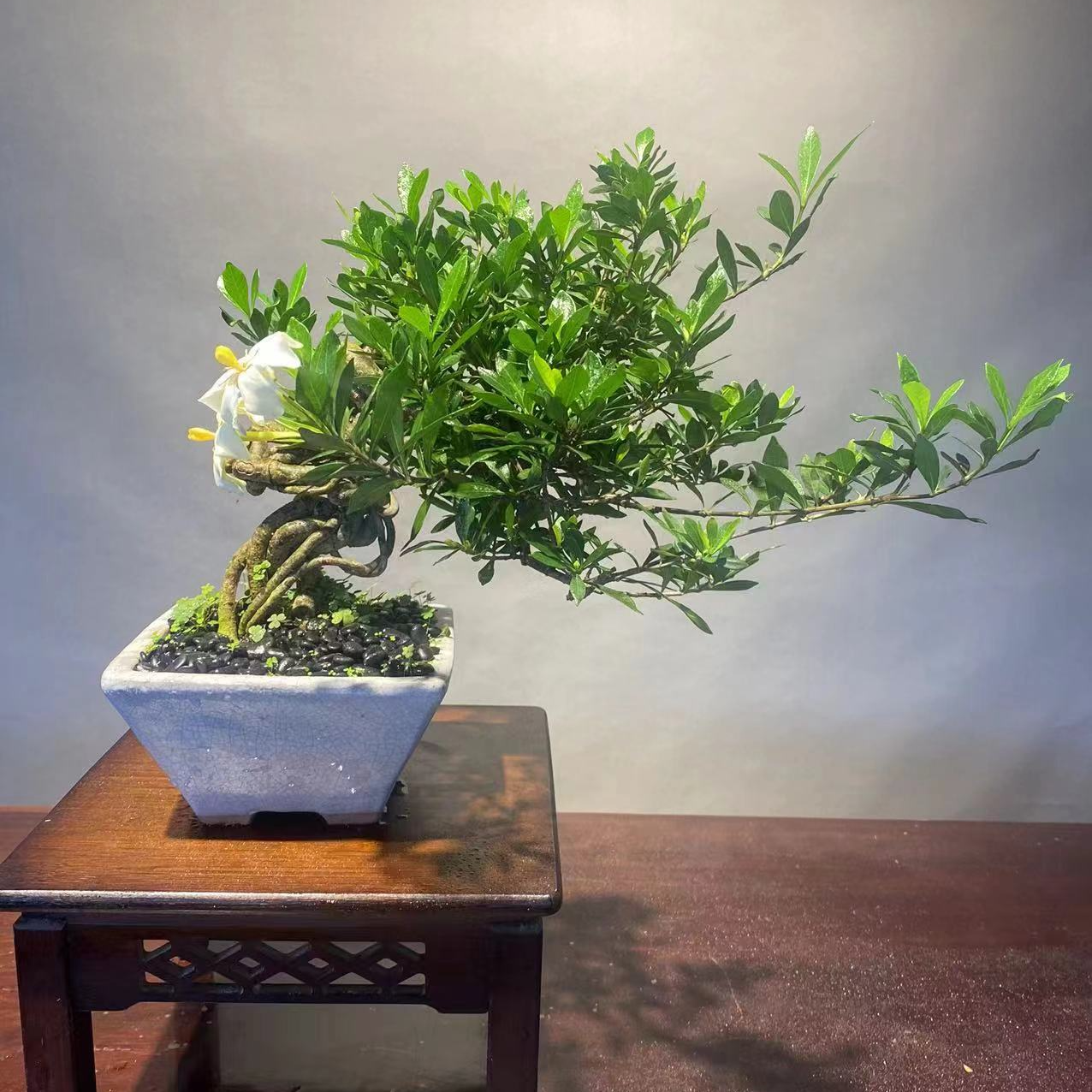 【以实物为准】尚美盆景 精致盆栽