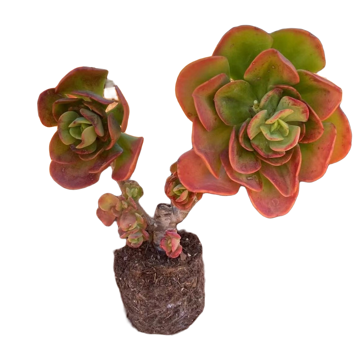 精品多肉小红梅（拍一发二）家庭空气净化植物粉色夏季