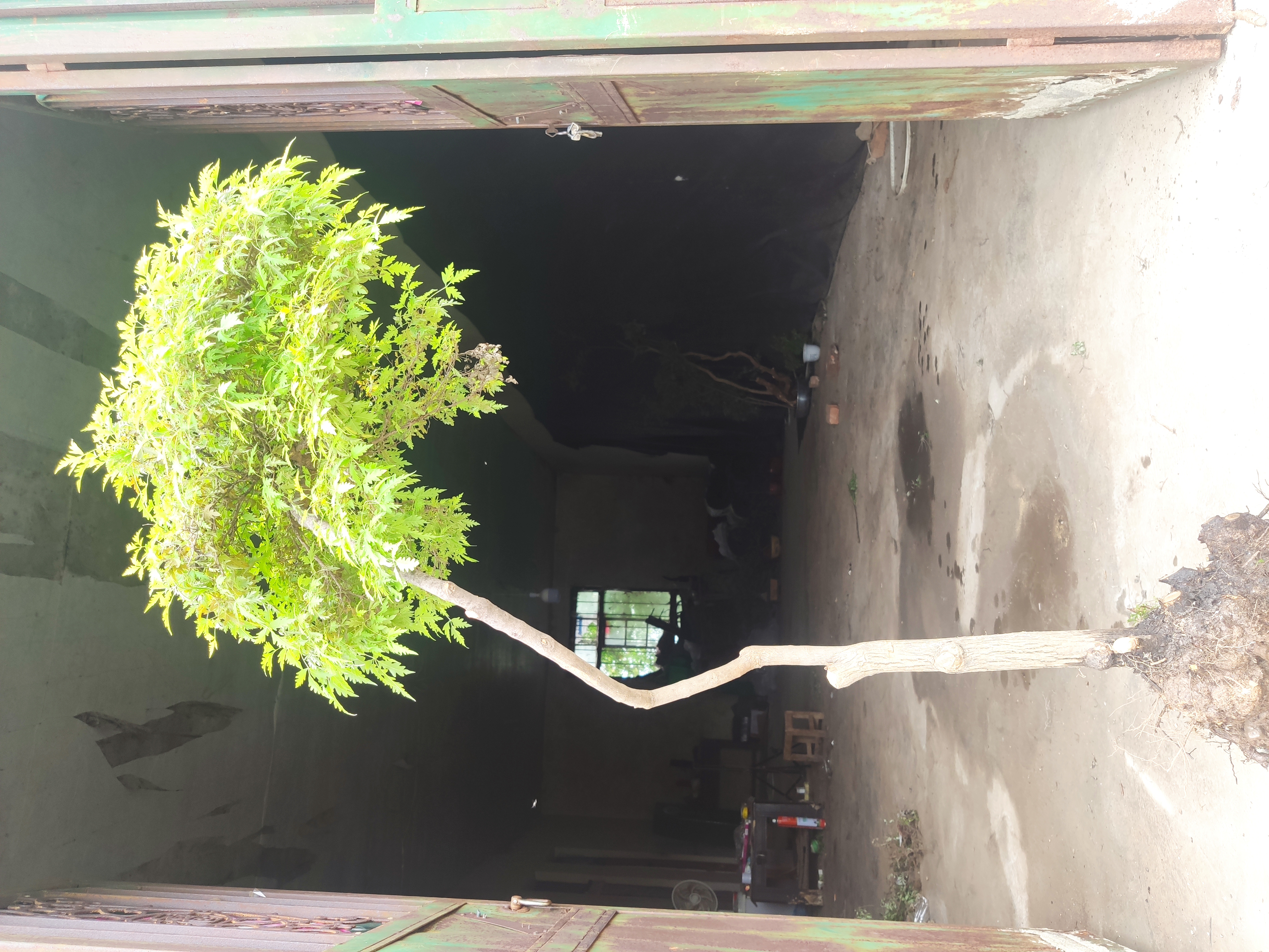 黄荆盆景，鲜花速递，一物一拍