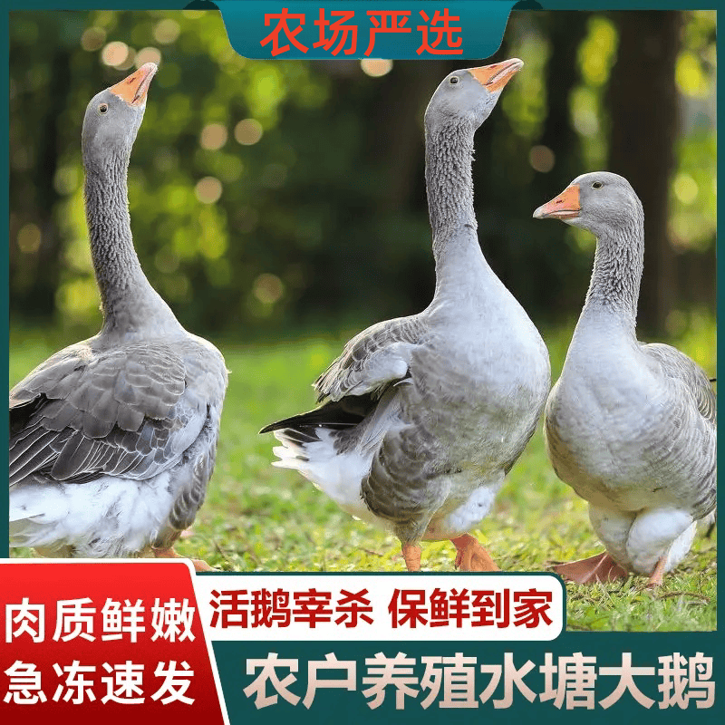 【念念家】散养大灰鹅朗德鹅仔鹅现宰现发净重5斤左右含心肝 顺丰