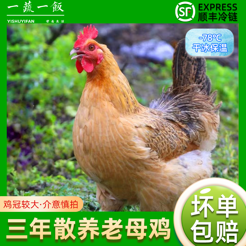 新鲜冷冻农家散养500天黄油老母鸡山间农村走地老笨土鸡顺丰包邮