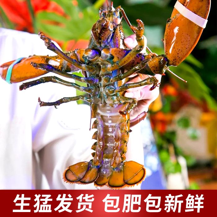 【鲜活2-6斤/只】充氧活发波龙大龙虾波士顿大龙虾包鲜包肥
