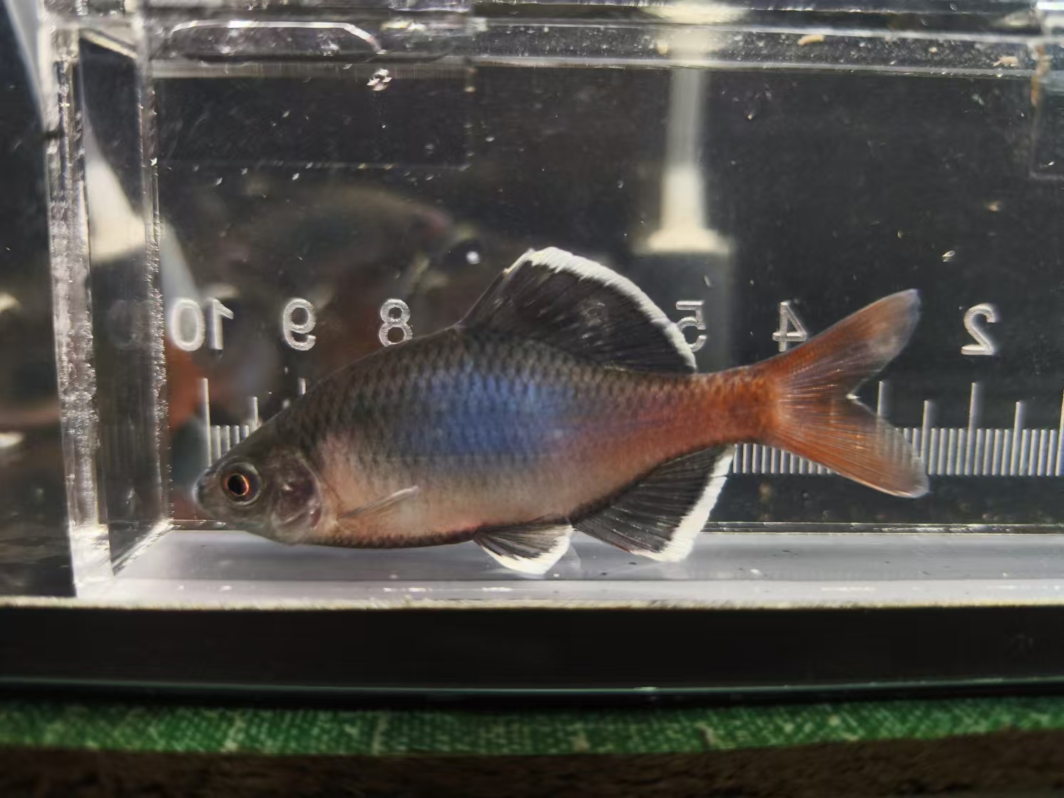 《最美原生鱼》白边红须鱊