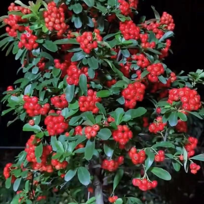 直播间一物一拍火棘，吉祥果，救军粮。挂果时间长年年结果。养护栽种