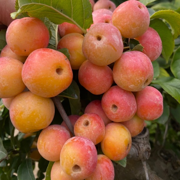 冬红果海棠，一季观花，三季观果。年年开花挂果好吃又好看。养护栽种