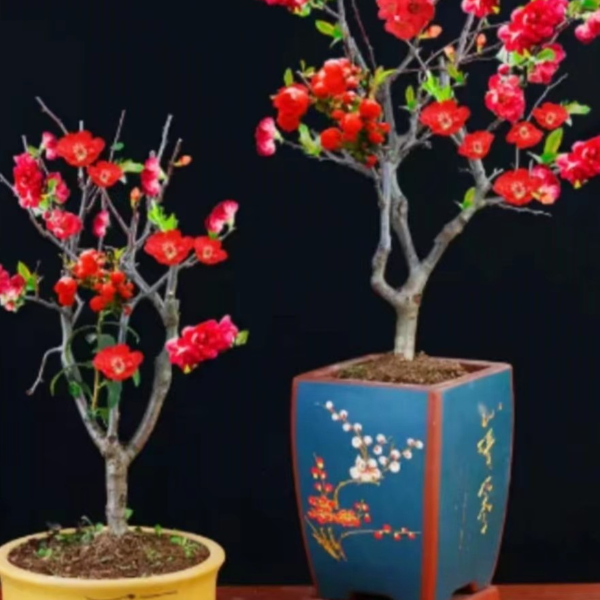 红色长寿灌木海棠精美花卉美观卧室阳台