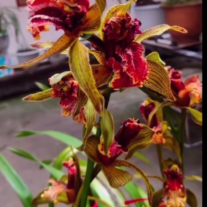 云南虎头兰一物一拍宝莲灯花稀有名贵兰花