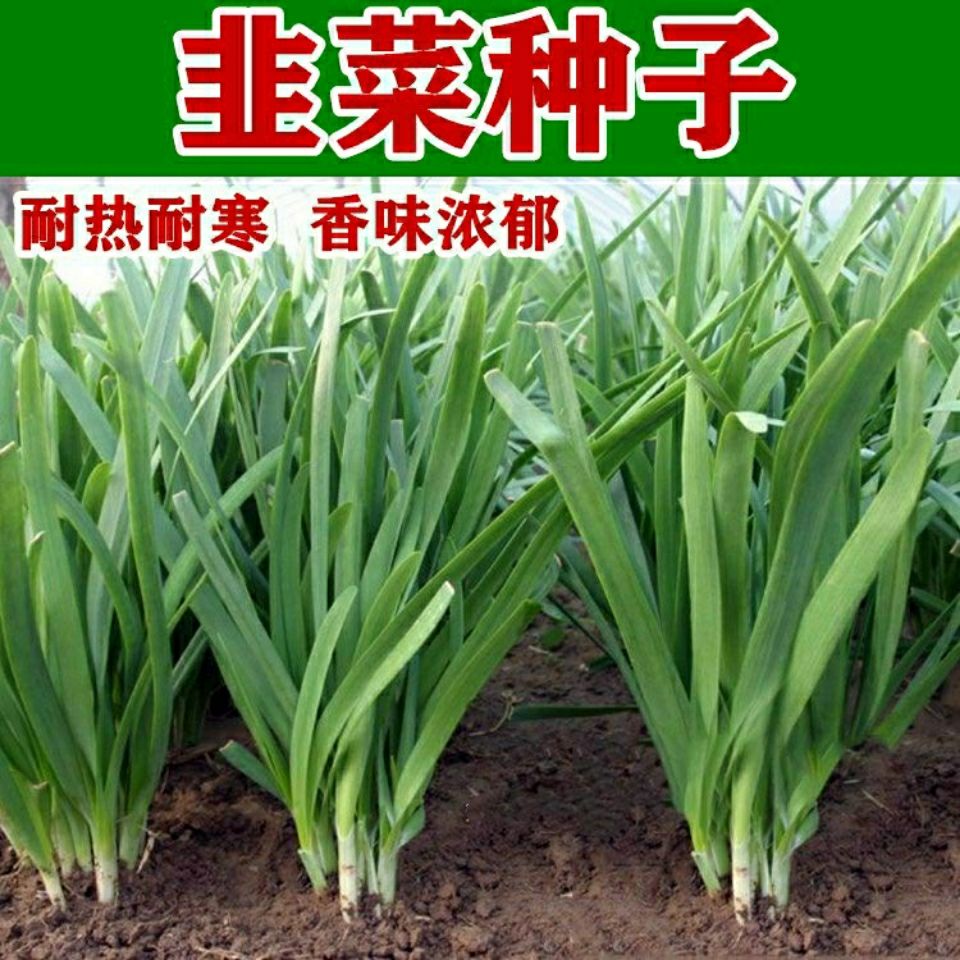 四季韭菜种子老品种小细叶韭菜种籽浓香阳台盆栽大田留种四季种植