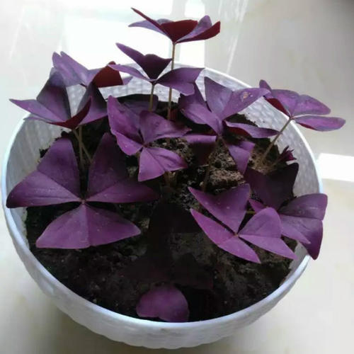 【四季开花】紫叶酢浆草种子盆栽花卉室内室外庭院植物花好养