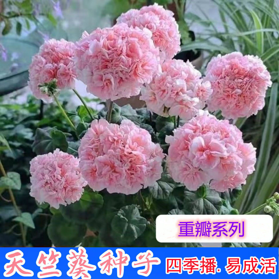 重瓣天竺葵种子四季播种开花室内洋绣球花花种子籽观花盆栽花卉