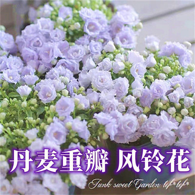 重瓣风铃草种子籽室外庭院风铃花盆栽苗花卉四季易种花籽草花种子
