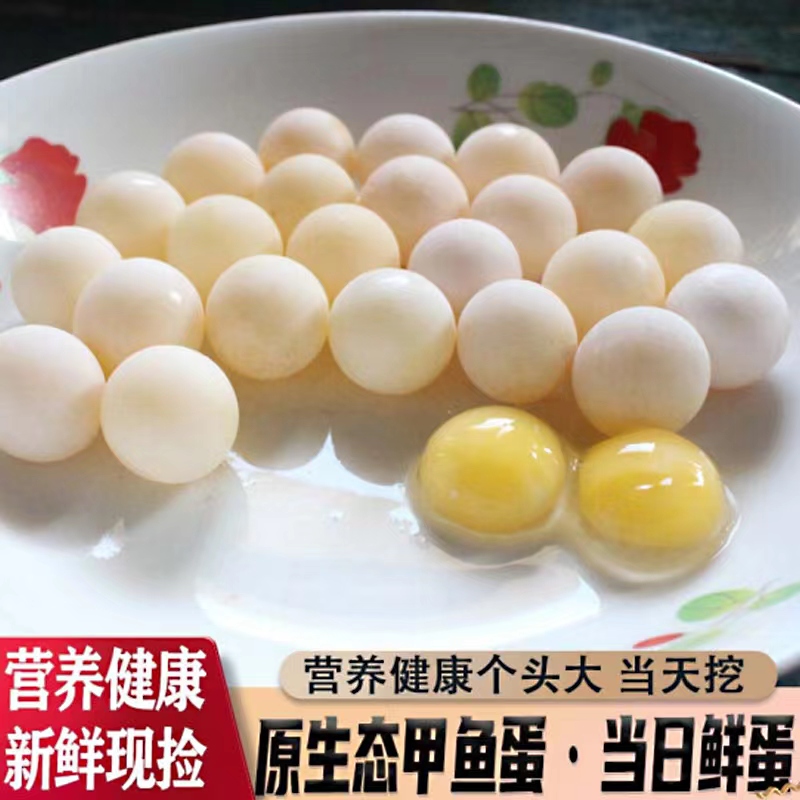 新鲜生态外塘头窝甲鱼蛋鳖蛋王八蛋宝宝辅食100送20枚送卤料+食谱