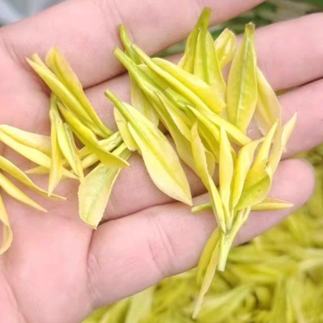 昆铜【奶香味】白茶