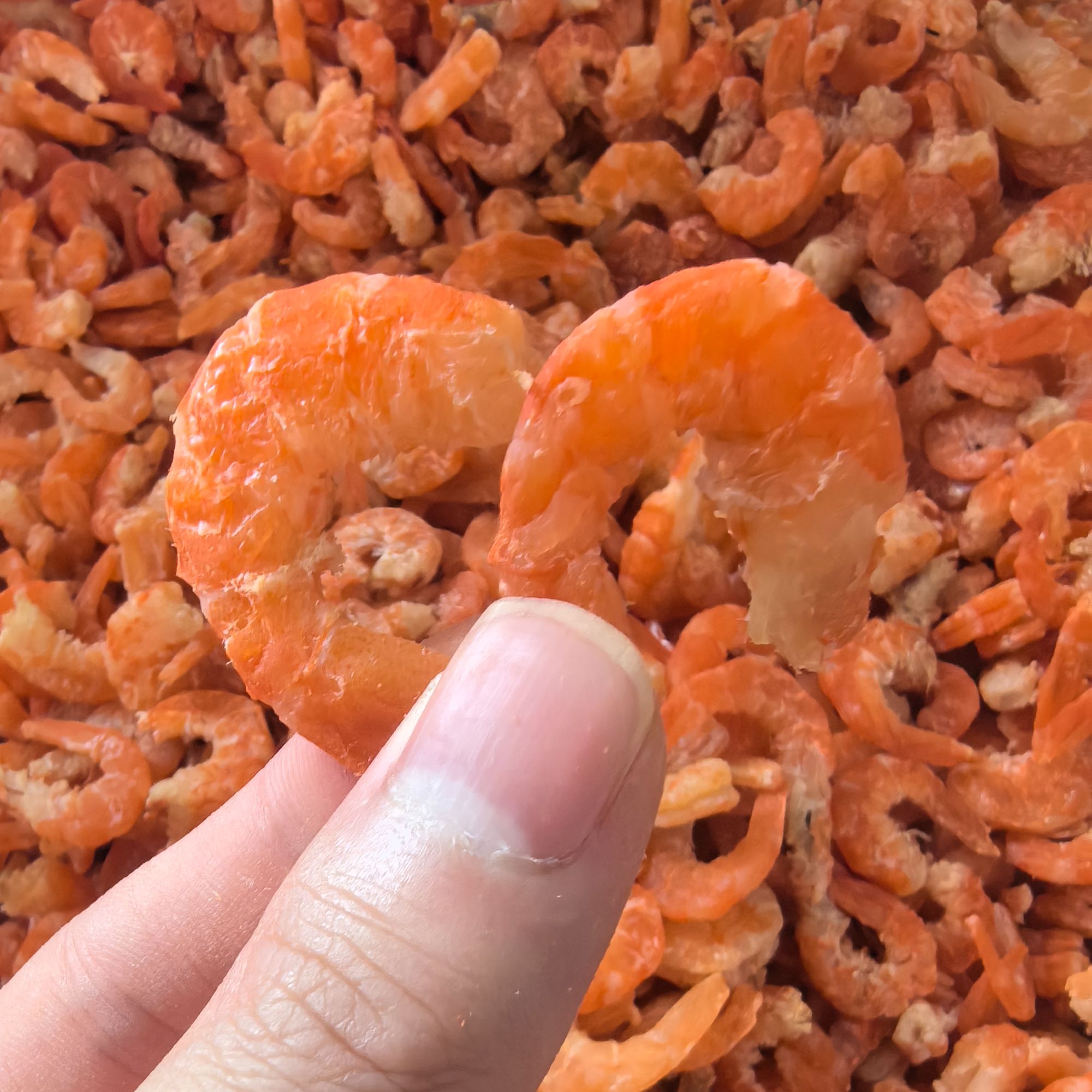 金钩虾米 海虾仁海南本地 煲粥煲汤 包粽子