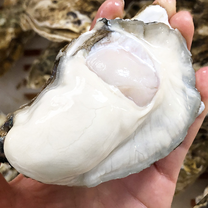 【鲜活】【5+】【6+】大生蚝规格鲜嫩刺身3750克