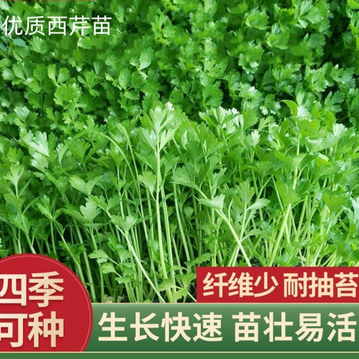 四季芹菜易活播种小香芹幼苗带土发货白芹红芹小香芹苗水芹菜苗子