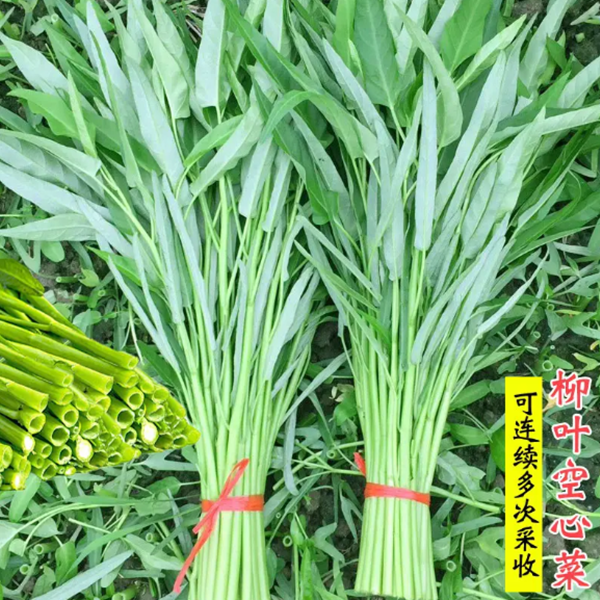 【拍二发三】空心菜种子                        